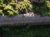 image of grave number 912577